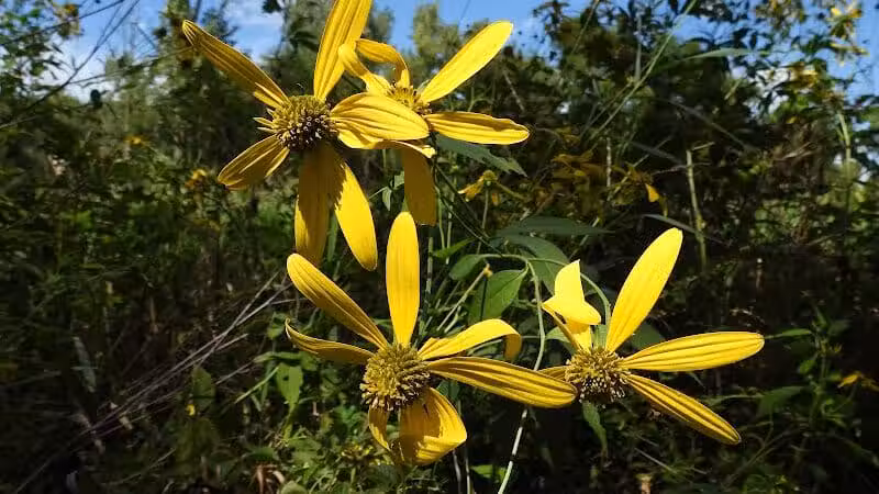 Maple Ridge Reserve - Covington, OH