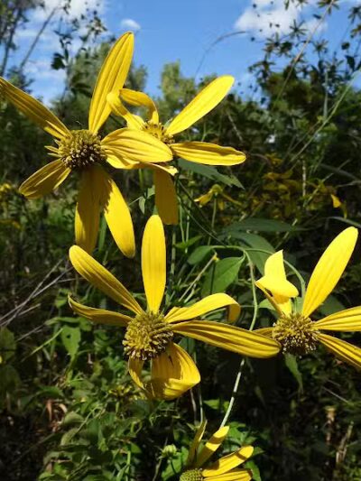 Maple Ridge Reserve - Covington, OH