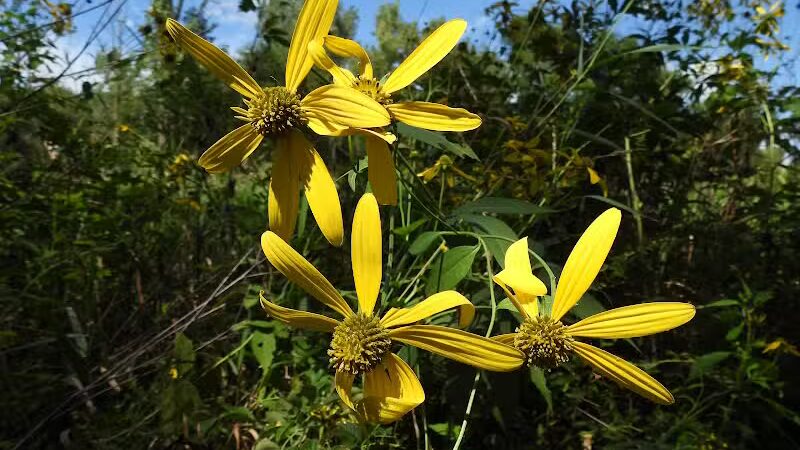 Maple Ridge Reserve - Covington, OH