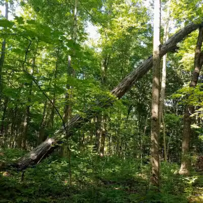 Maple Ridge Reserve - Covington, OH