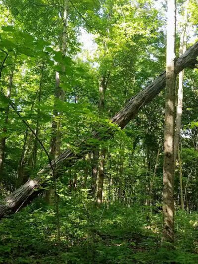 Maple Ridge Reserve - Covington, OH