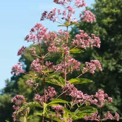 Maple Ridge Reserve - Covington, OH