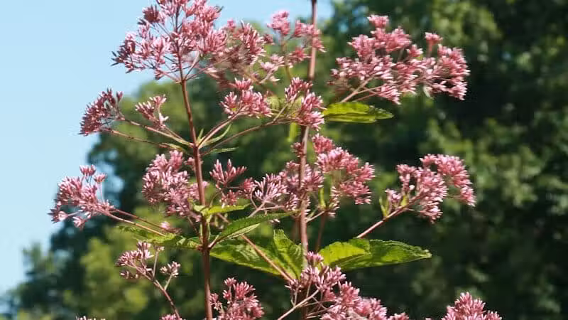 Maple Ridge Reserve - Covington, OH