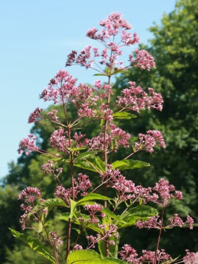 Maple Ridge Reserve - Covington, OH