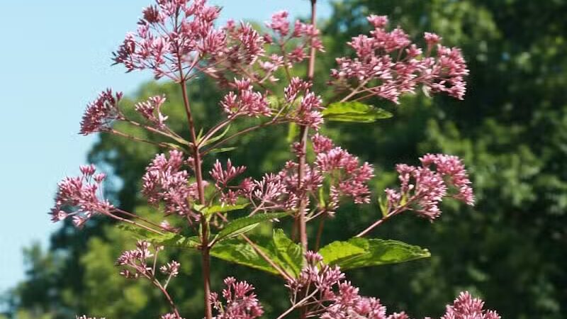 Maple Ridge Reserve - Covington, OH