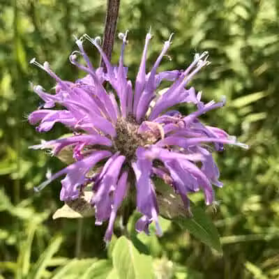 Maple Ridge Reserve - Covington, OH