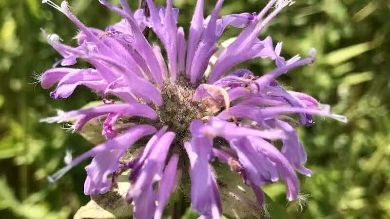 Maple Ridge Reserve - Covington, OH