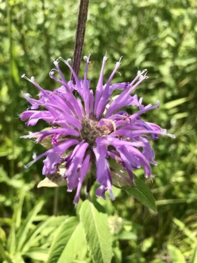 Maple Ridge Reserve - Covington, OH