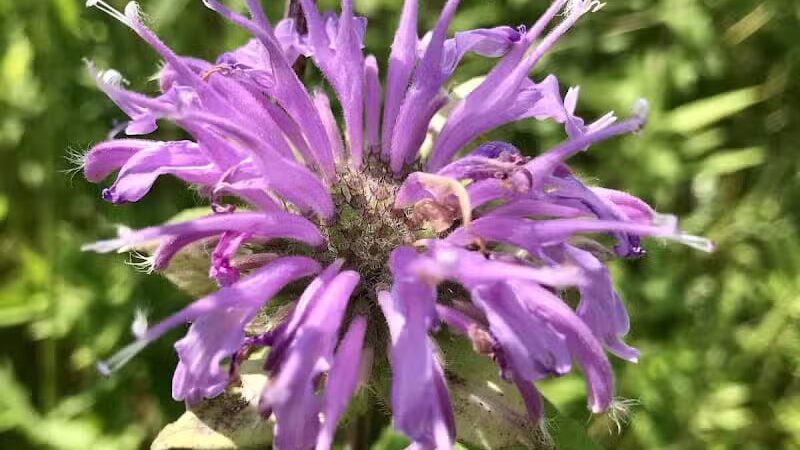 Maple Ridge Reserve - Covington, OH