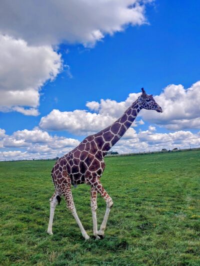 The Wilds - Cumberland, OH