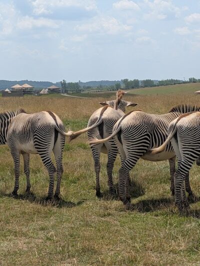 The Wilds - Cumberland, OH