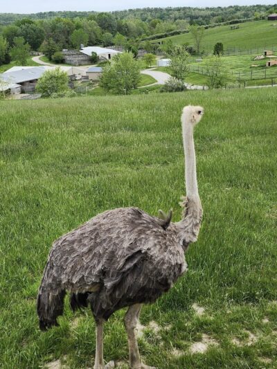 The Wilds - Cumberland, OH