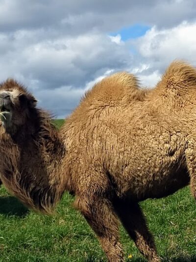 The Wilds - Cumberland, OH