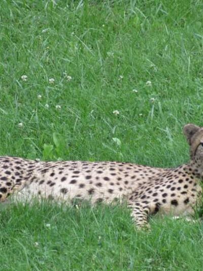 The Wilds - Cumberland, OH