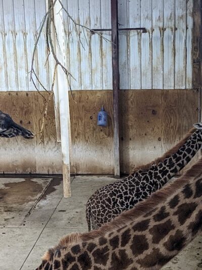 The Wilds - Cumberland, OH