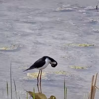 Howard Marsh Metropark - Curtice, OH