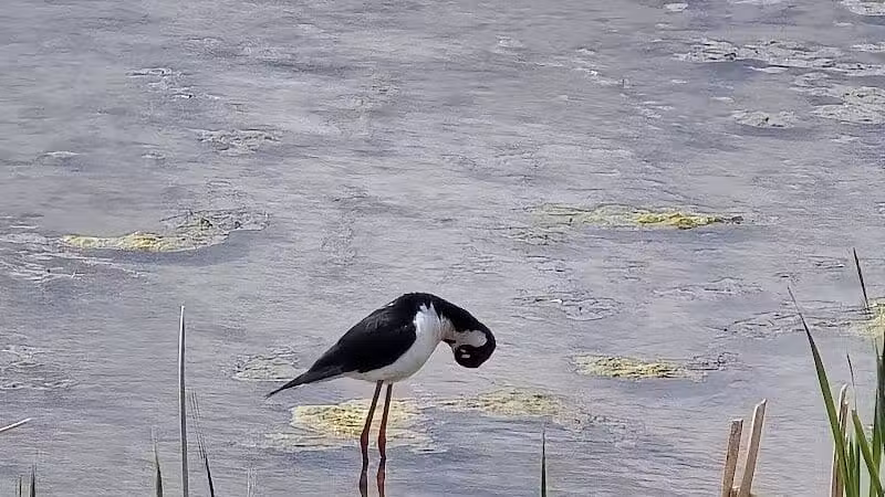 Howard Marsh Metropark - Curtice, OH