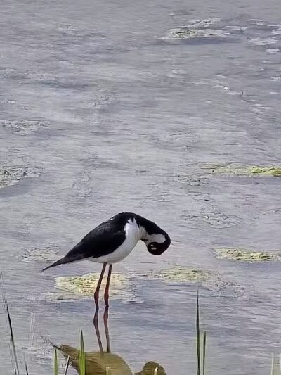 Howard Marsh Metropark - Curtice, OH