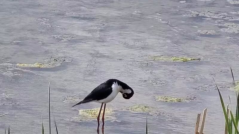 Howard Marsh Metropark - Curtice, OH