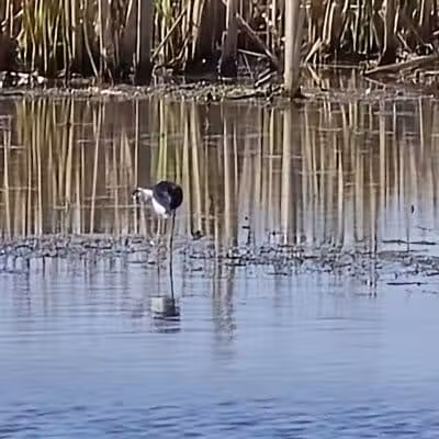 Howard Marsh Metropark - Curtice, OH