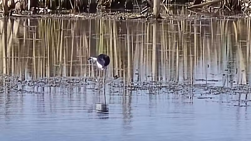 Howard Marsh Metropark - Curtice, OH
