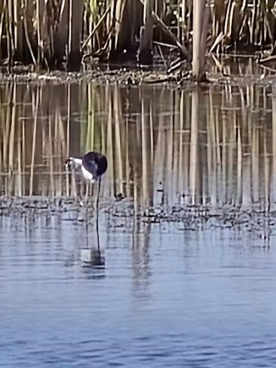 Howard Marsh Metropark - Curtice, OH