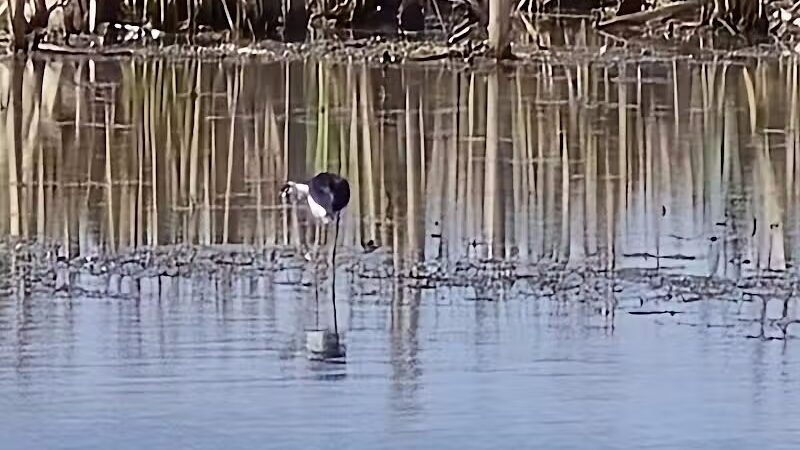 Howard Marsh Metropark - Curtice, OH