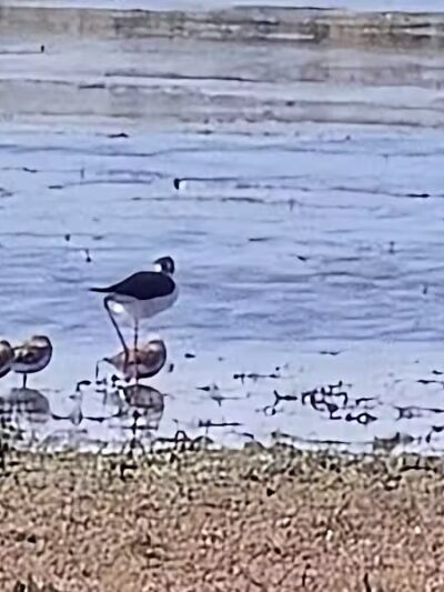 Howard Marsh Metropark - Curtice, OH
