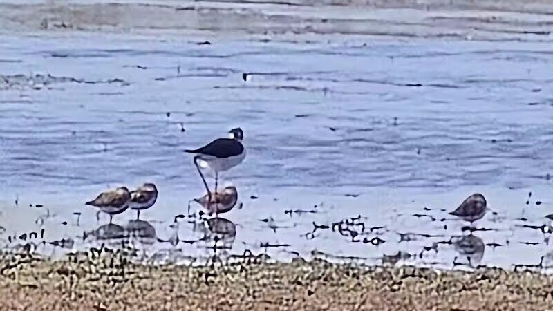 Howard Marsh Metropark - Curtice, OH