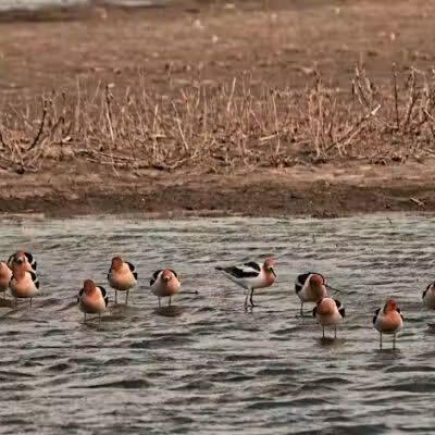 Howard Marsh Metropark - Curtice, OH