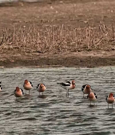 Howard Marsh Metropark - Curtice, OH