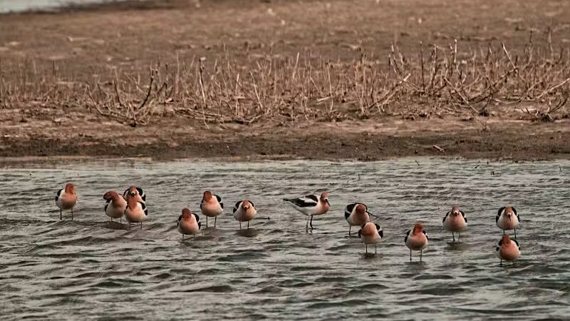 Howard Marsh Metropark - Curtice, OH