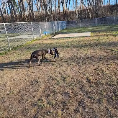 Water Works Dog Park - Cuyahoga Falls, OH