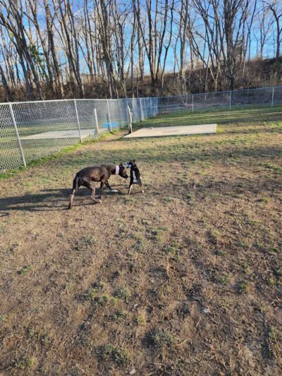 Water Works Dog Park - Cuyahoga Falls, OH