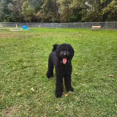 Water Works Dog Park - Cuyahoga Falls, OH