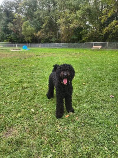 Water Works Dog Park - Cuyahoga Falls, OH