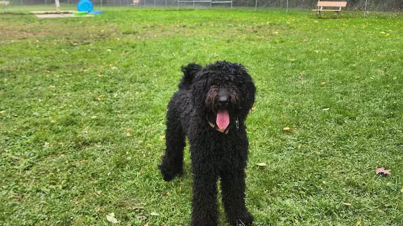 Water Works Dog Park - Cuyahoga Falls, OH