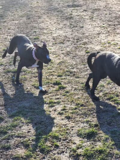 Water Works Dog Park - Cuyahoga Falls, OH