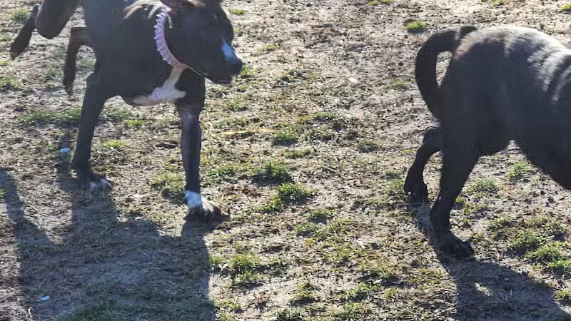 Water Works Dog Park - Cuyahoga Falls, OH