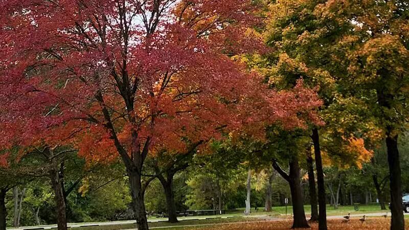 Water Works Dog Park - Cuyahoga Falls, OH