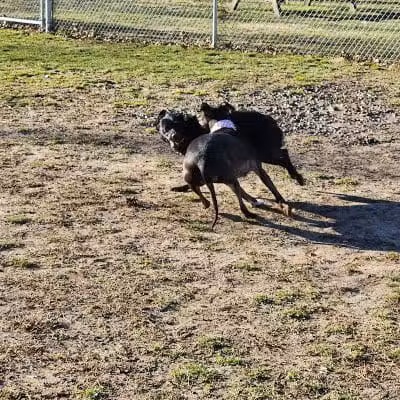 Water Works Dog Park - Cuyahoga Falls, OH