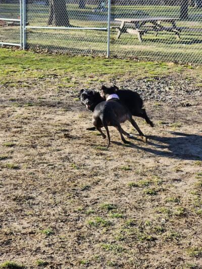 Water Works Dog Park - Cuyahoga Falls, OH