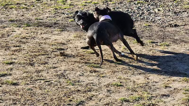 Water Works Dog Park - Cuyahoga Falls, OH