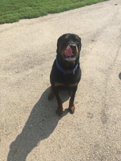 Bark Park Offleash - Dayton, OH