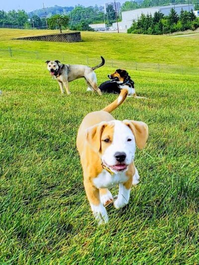 Bark Park Offleash - Dayton, OH