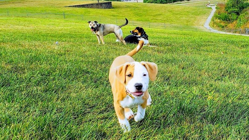 Bark Park Offleash - Dayton, OH