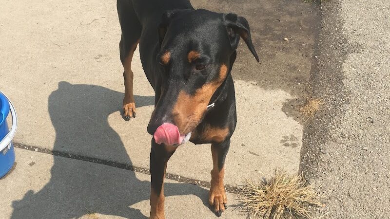 Bark Park Offleash - Dayton, OH