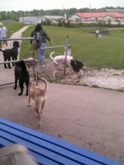 Bark Park Offleash - Dayton, OH