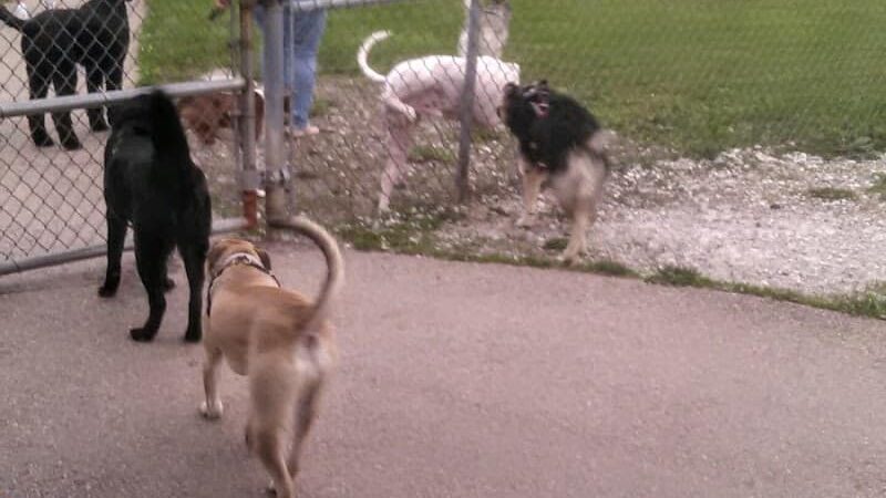 Bark Park Offleash - Dayton, OH