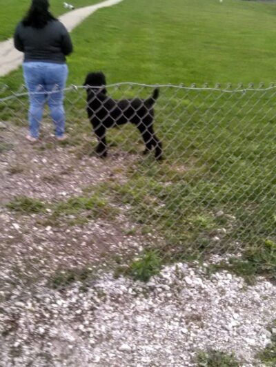 Bark Park Offleash - Dayton, OH